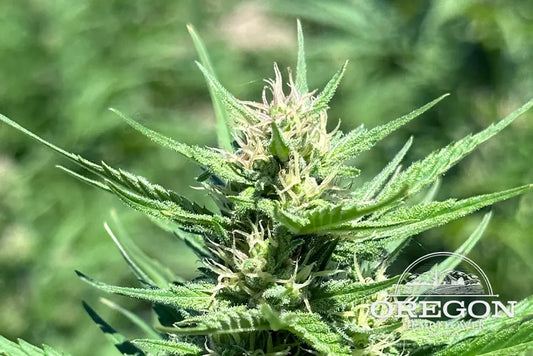 Cakeberry Brulee CBD Flower: A Delightful Fusion of Flavor and Size