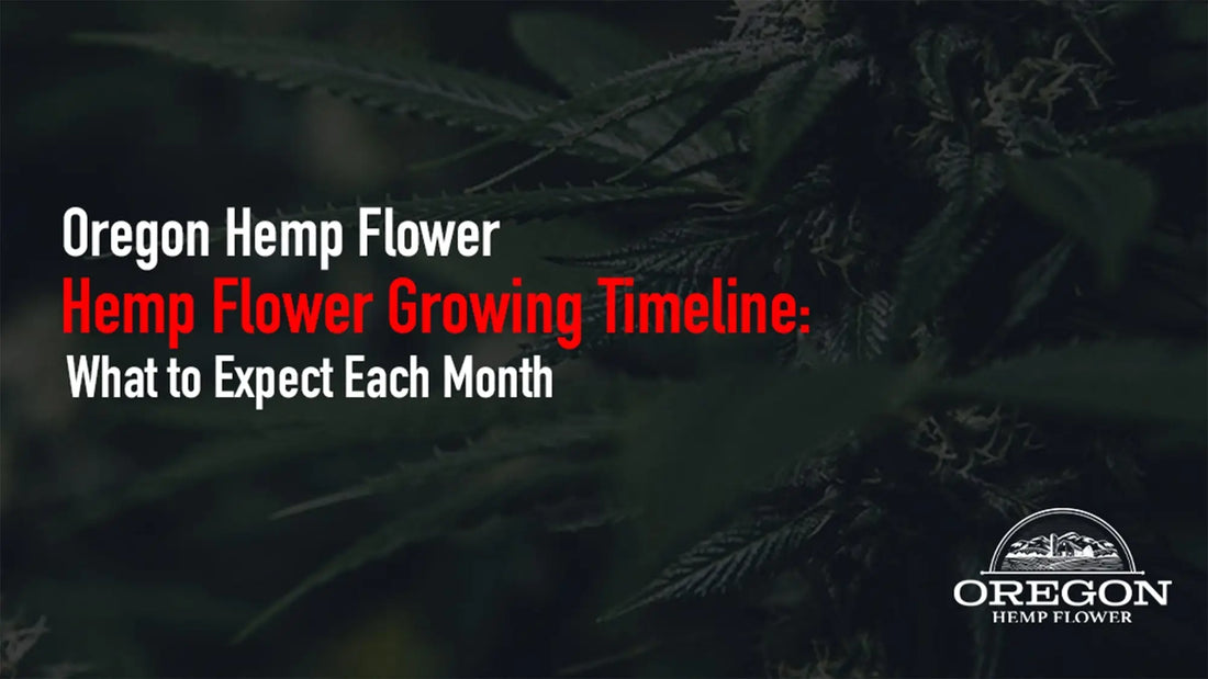 Hemp Flower Growing Timeline