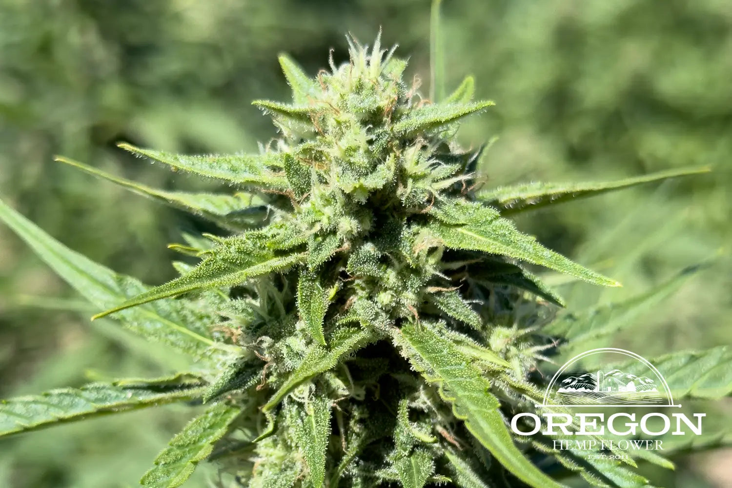 Sour RNA CBD Flower New Hemp Release 2023 Oregon Hemp Flower