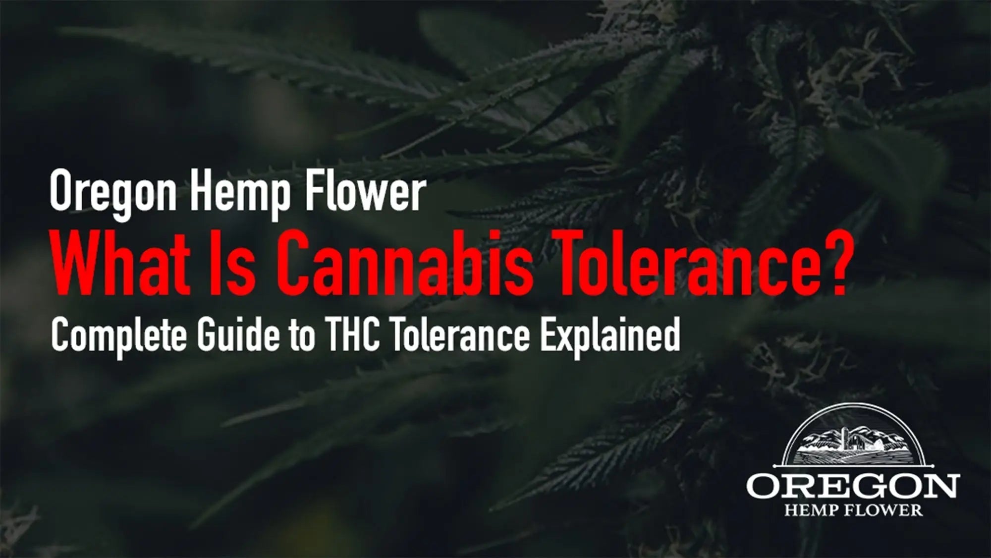 What Is Cannabis Tolerance? Complete Guide to THC Tolerance Explained