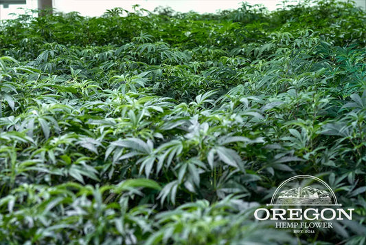 What Is Hemp Flower