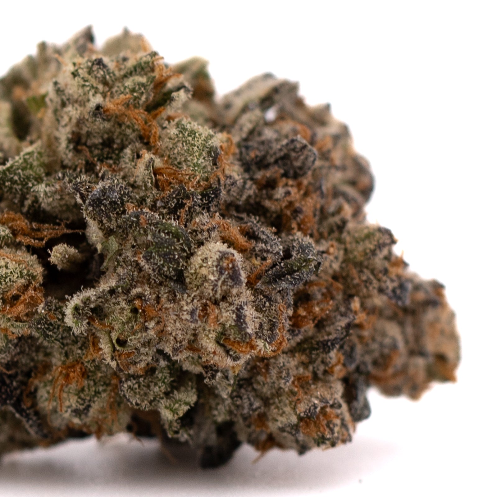 Blue Heron THCa Indoor Flower - Plants