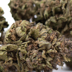 Blueberry Muffin THCa Flower Full-Term