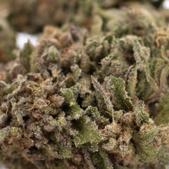 Bolor Tartz THCa Hemp Flower Greenhouse Wholesale