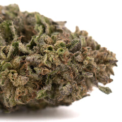 Bolor Tartz THCa Hemp Flower Greenhouse Wholesale