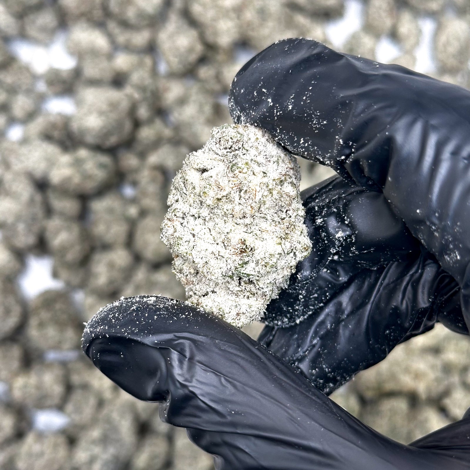 Crystalline white hemp flower sample of Bubba Kush Snow Caps held in black gloves