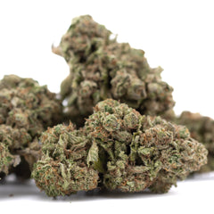 Candy Pave THCa Hemp Flower Greenhouse - Plants