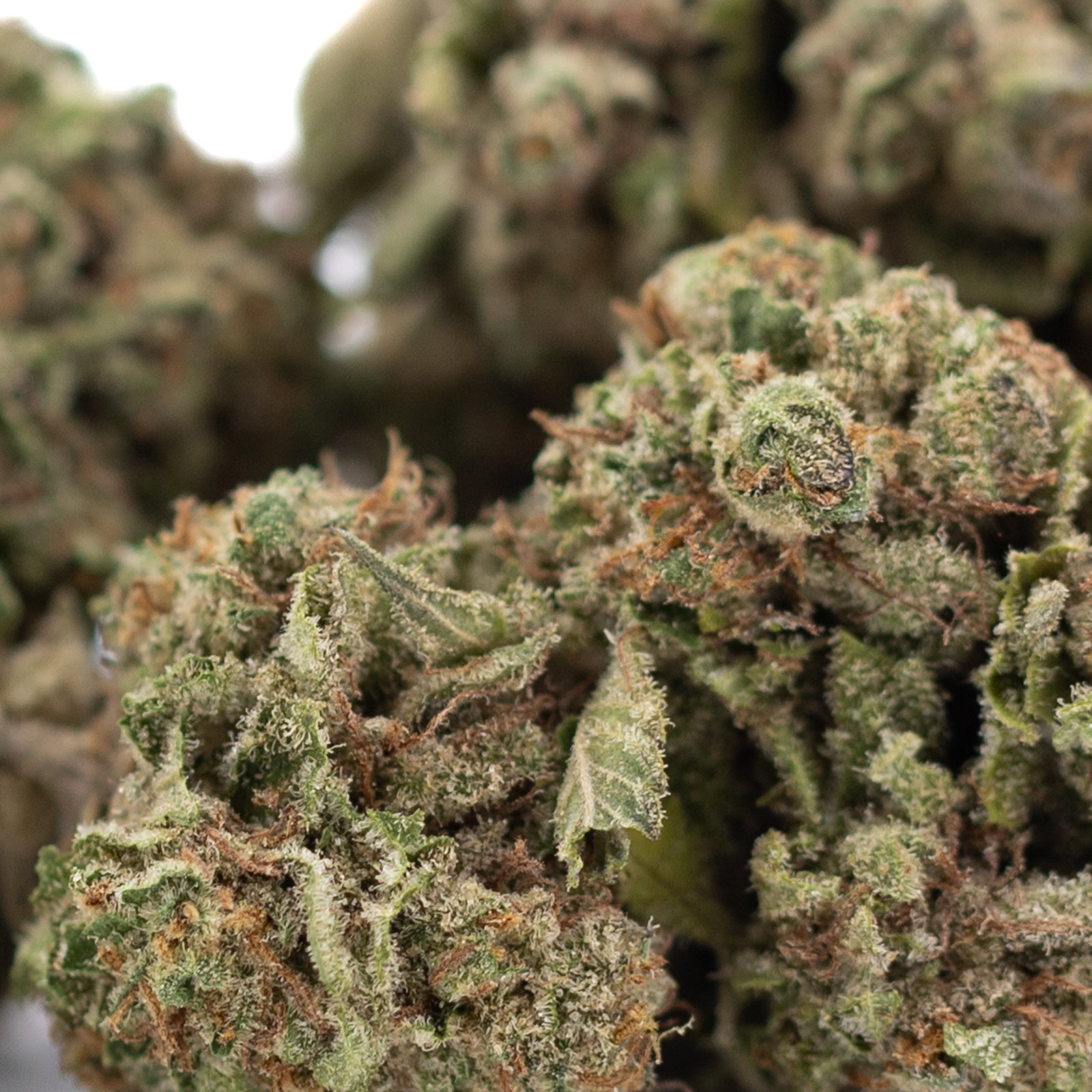 Candy Pave THCa Hemp Flower Greenhouse - Plants