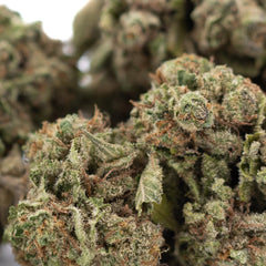 Candy Pave THCa Hemp Flower Greenhouse - Plants