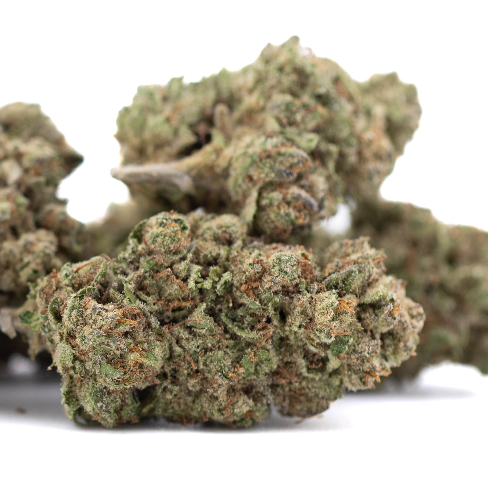 Candy Pave THCa Hemp Flower Greenhouse - Plants