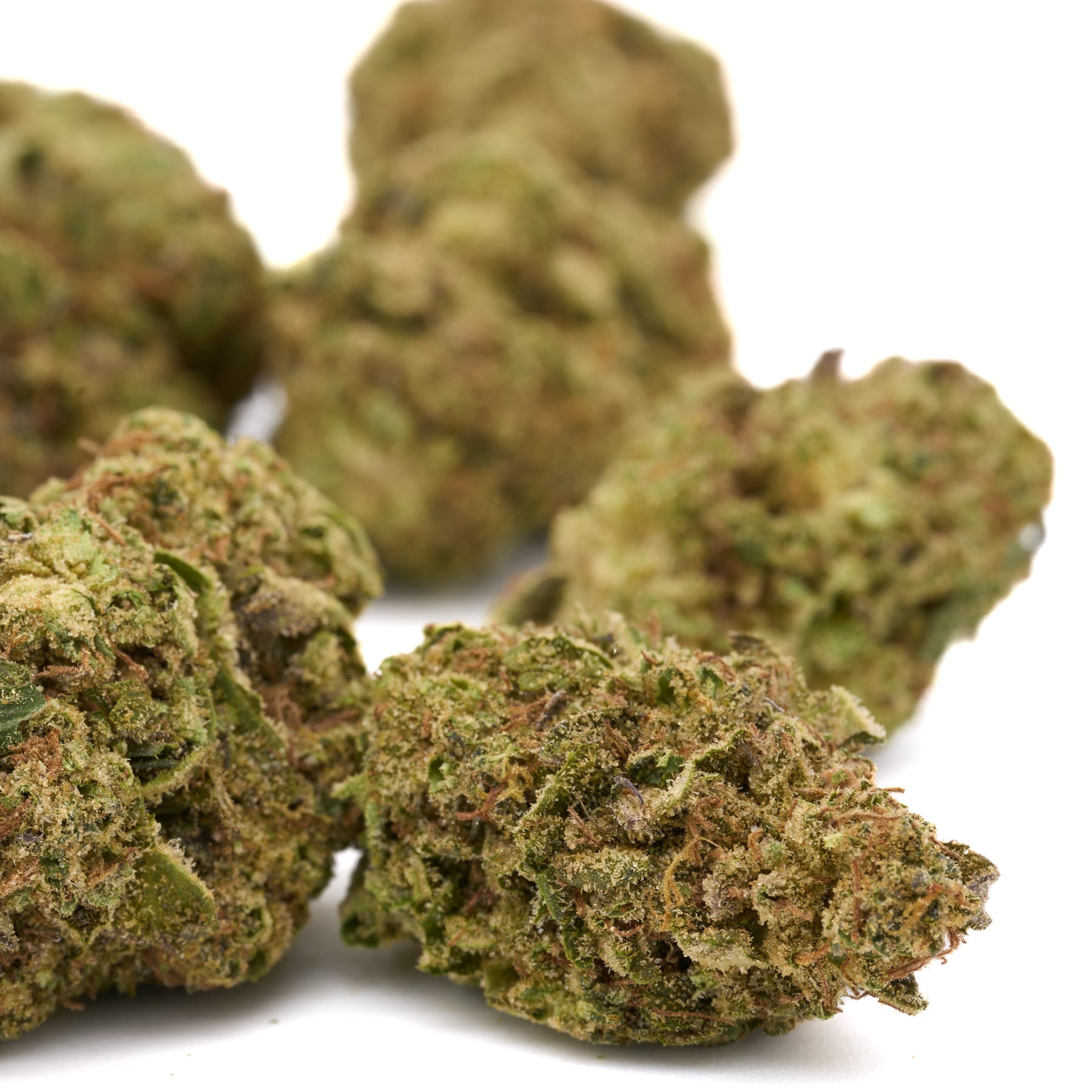 Cherry Cookie THCa Hemp Flower Greenhouse - Plants