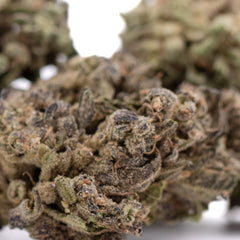 Cream Caramel THCa Flower Full-Term