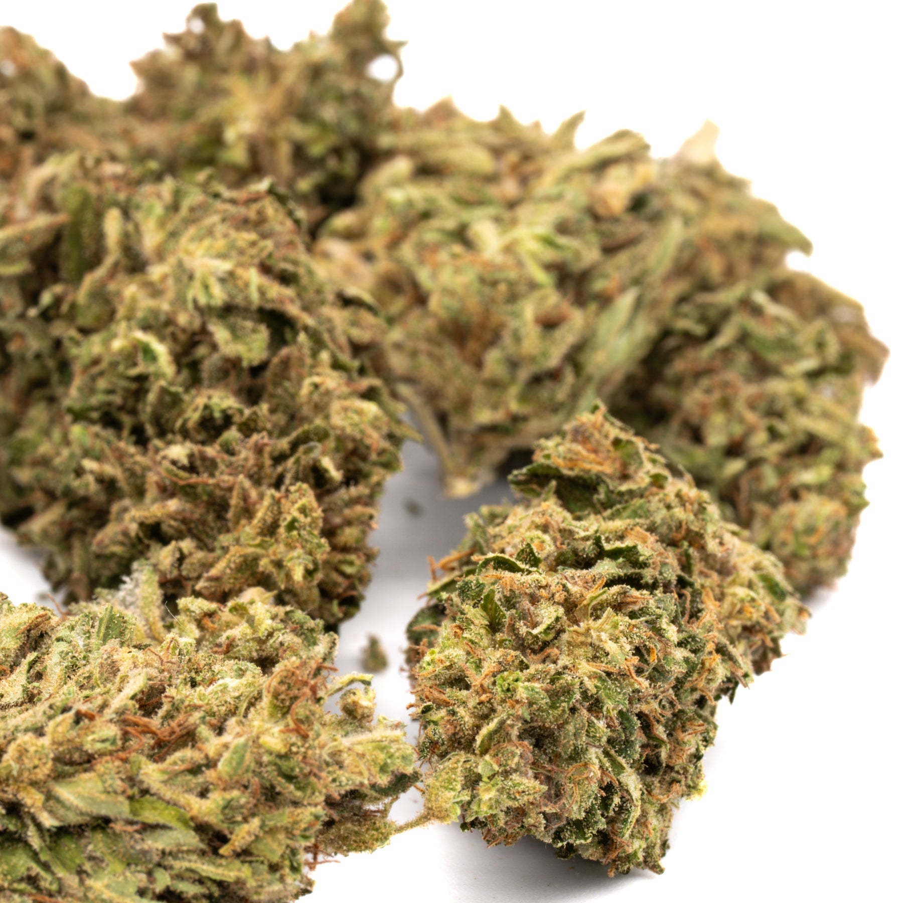 Early Nueve CBD Hemp Flower Full-Term - Plants