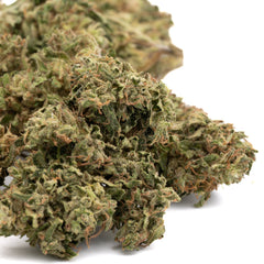 Early Trump CBD Hemp Flower Full-Term - Plants