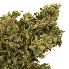 Early Trump CBD Hemp Flower Full-Term - Plants