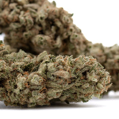 Fog Dog THCa Flower Full-Term