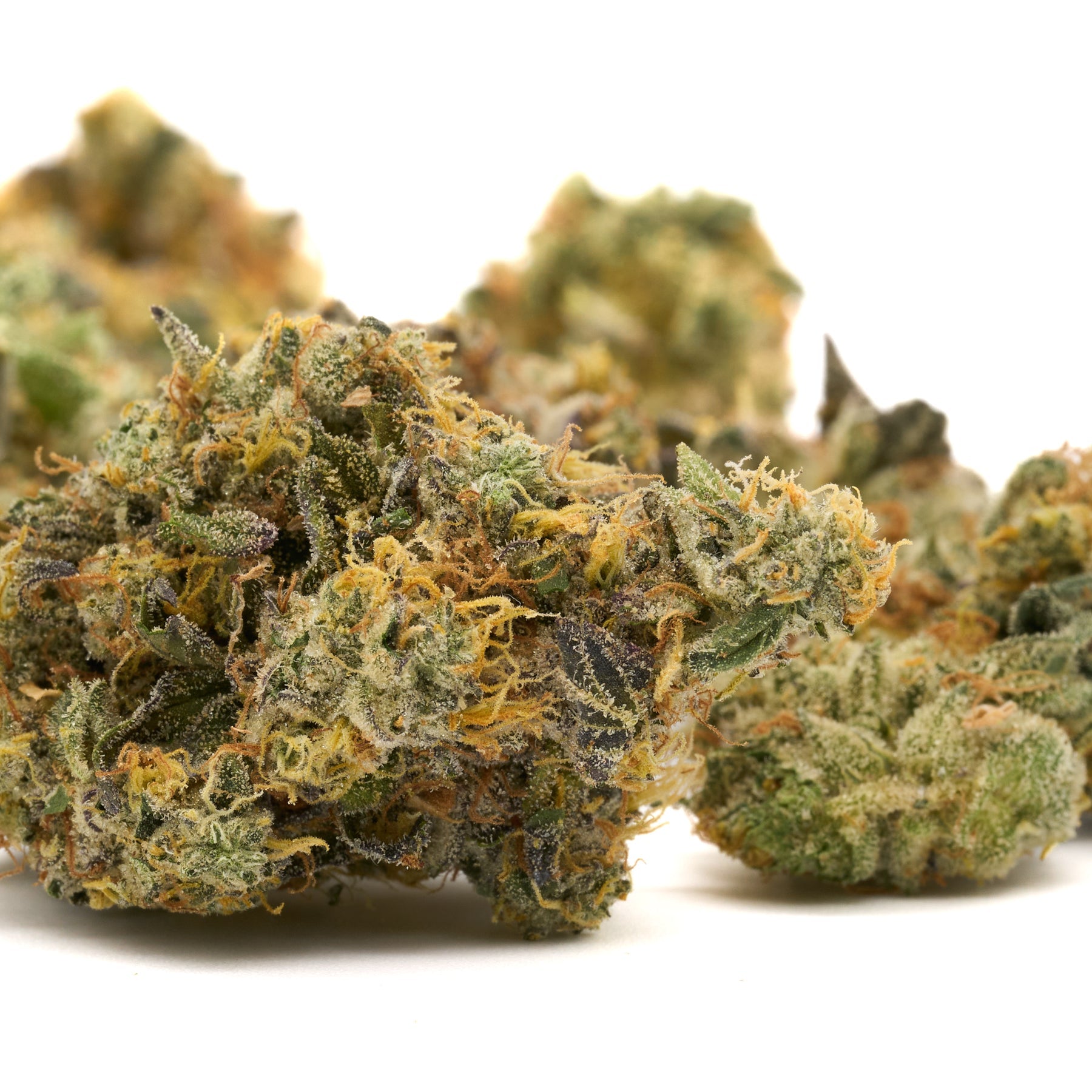 GMO Indoor THCa Flower - Plants