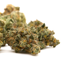 GMO Indoor THCa Flower - Plants