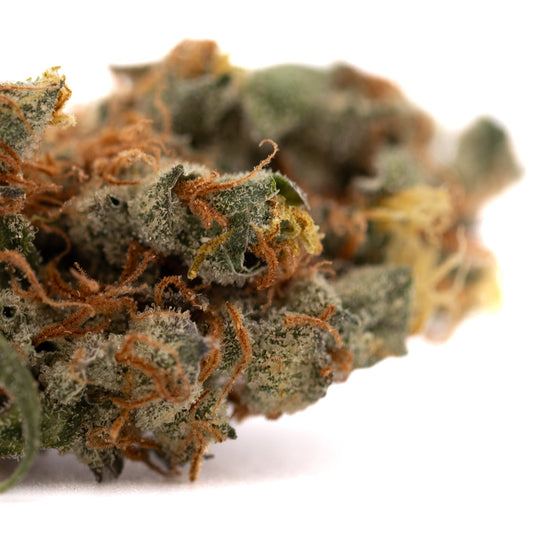 GMO Kush Indoor THCa Flower - Plants