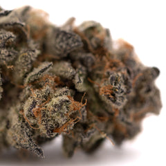 Garlic OG Indoor THCa Flower Wholesale - Plants