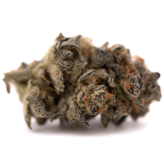 Garlic OG Indoor THCa Flower Wholesale - Plants