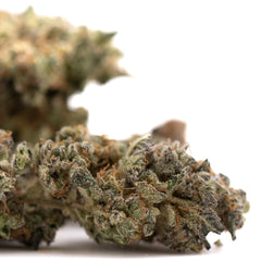 Gary Payton Indoor THCa Flower Wholesale - Plants