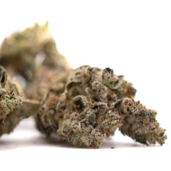 Gary Payton Indoor THCa Flower Wholesale - Plants