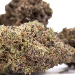 Gas Monkey THCa Hemp Flower Greenhouse - Plants