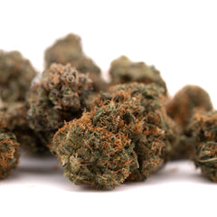 Gelato Mints Indoor THCa Flower - Plants
