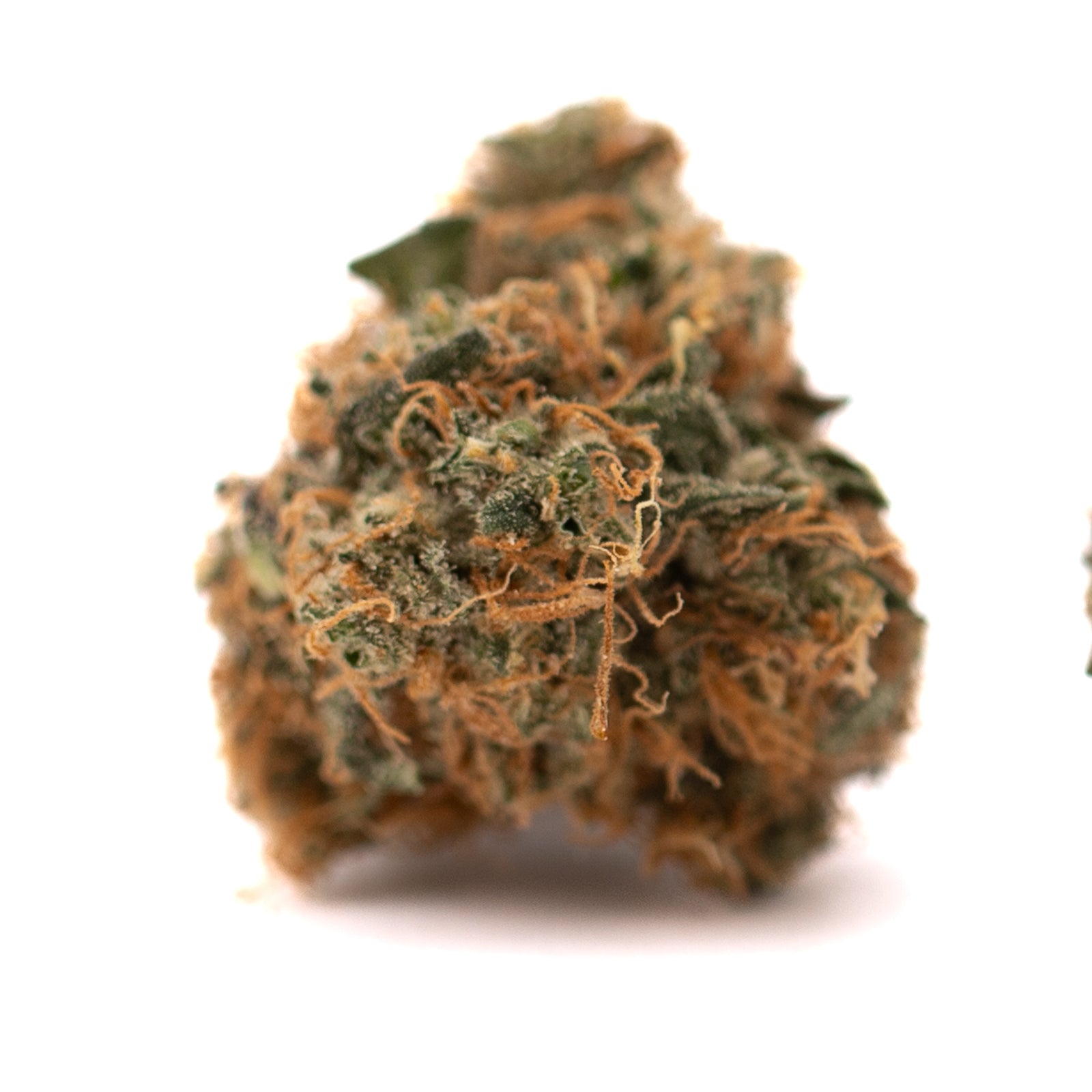 Gelato Mints Indoor THCa Flower - Plants