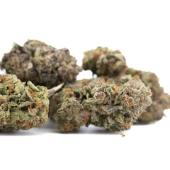 Gelato THCa Hemp Flower Greenhouse - Plants
