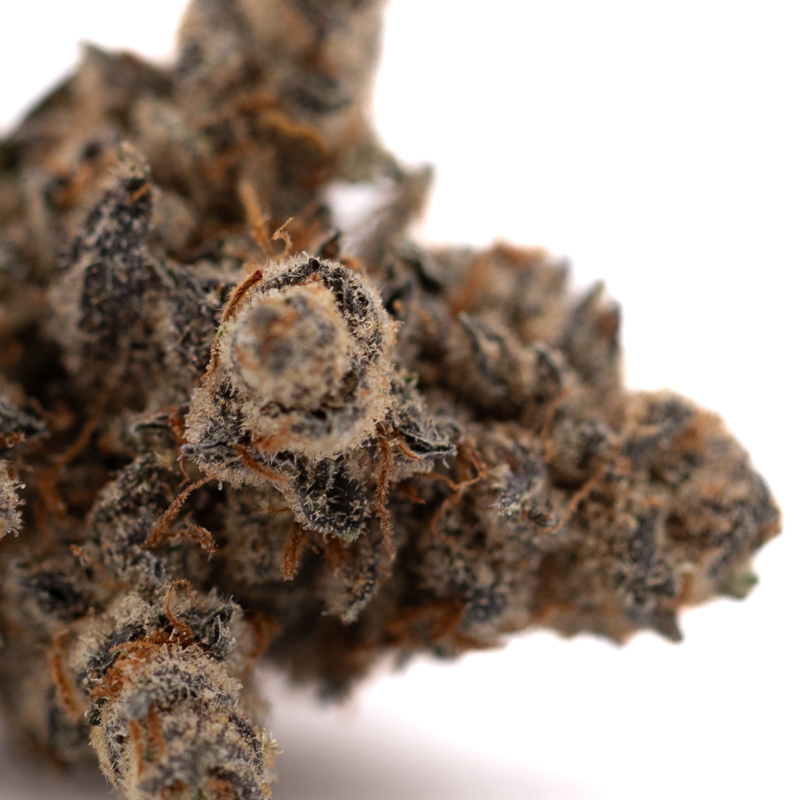 Giggle Gas Indoor THCa Flower - Plants