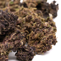 Gorilla Glue CBD Hemp Flower - Plants