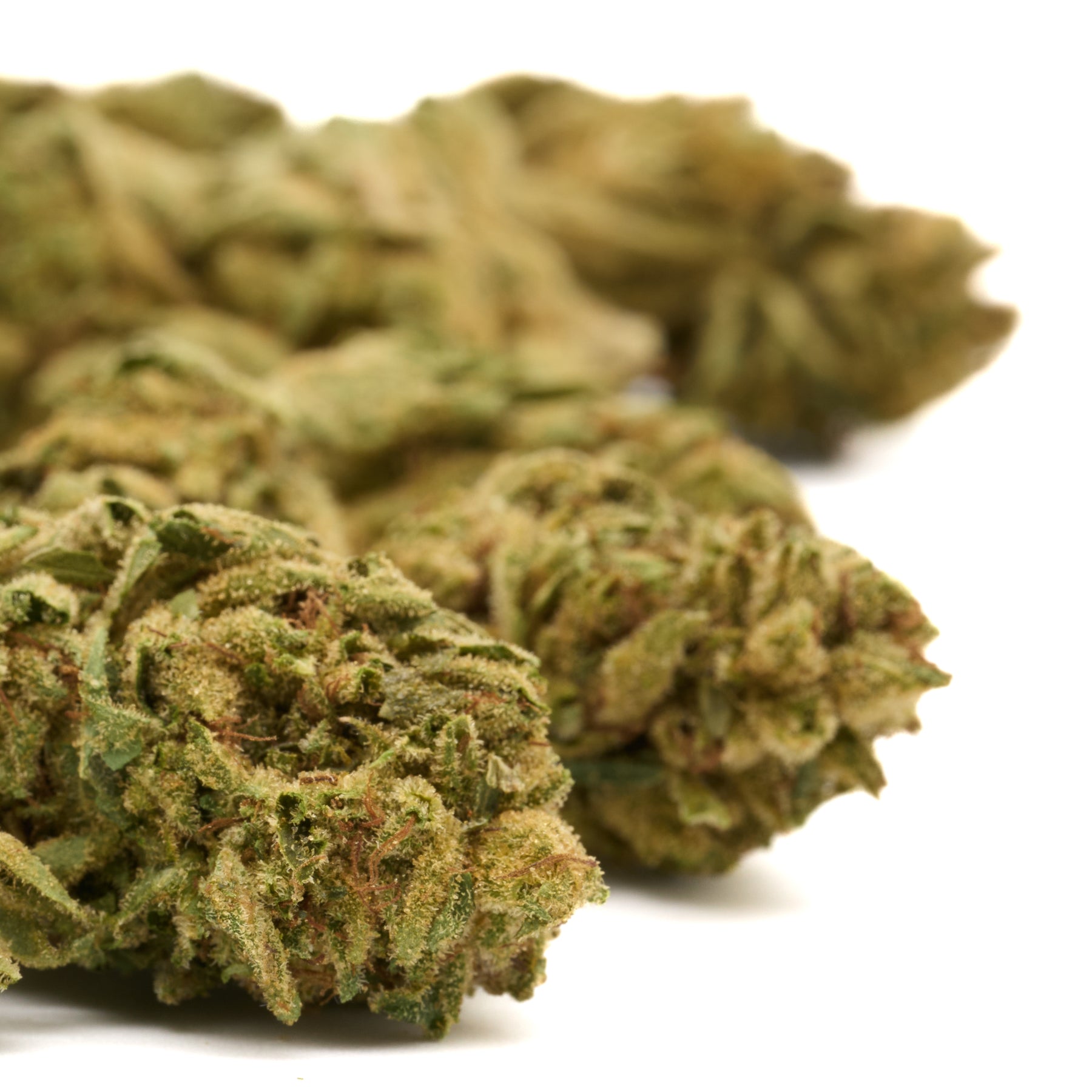 Gorilla Glue THCa Hemp Flower Greenhouse Plants