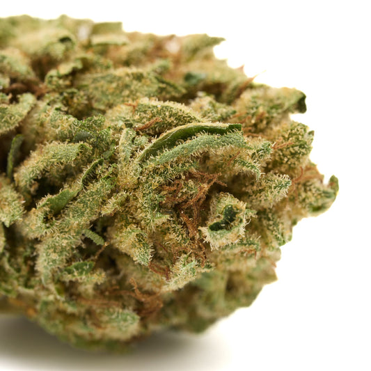 Gorilla Glue THCa Hemp Flower Greenhouse Plants