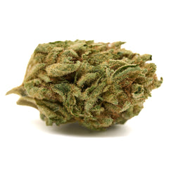 Gorilla Glue THCa Hemp Flower Greenhouse Plants