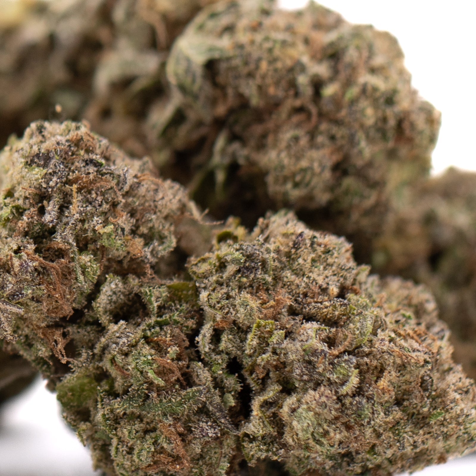 Government Oasis THCa Hemp Flower Greenhouse - Plants