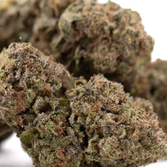 Government Oasis THCa Hemp Flower Greenhouse - Plants