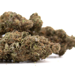 Government Oasis THCa Hemp Flower Greenhouse - Plants