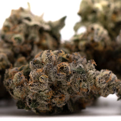 Green Crack Indoor THCa Flower - Plants