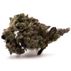 Green Crack Indoor THCa Flower - Plants