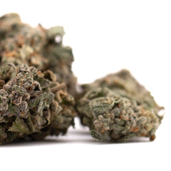Guava Z Indoor THCa Flower - Plants