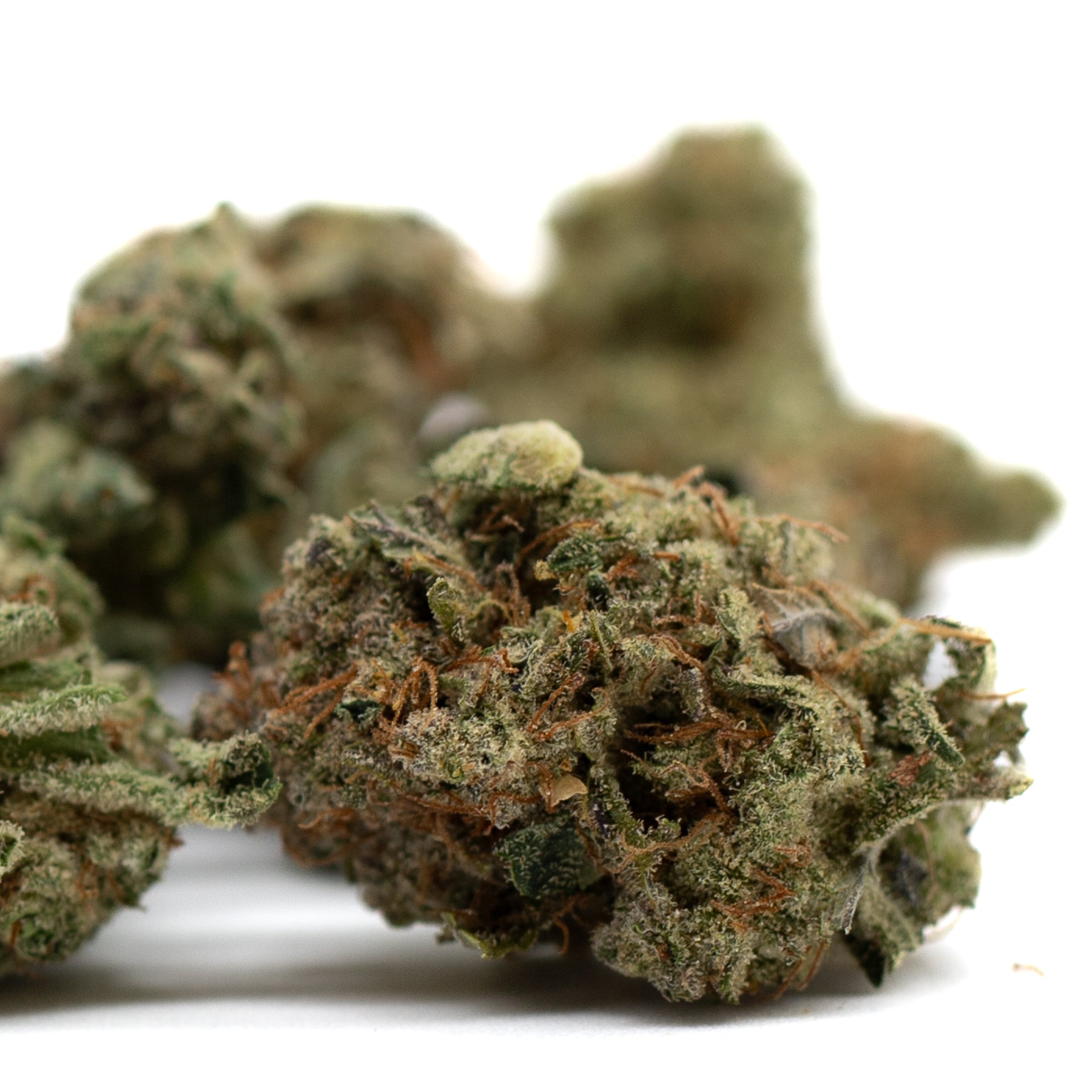 Hash Man Indoor THCa Flower - Plants