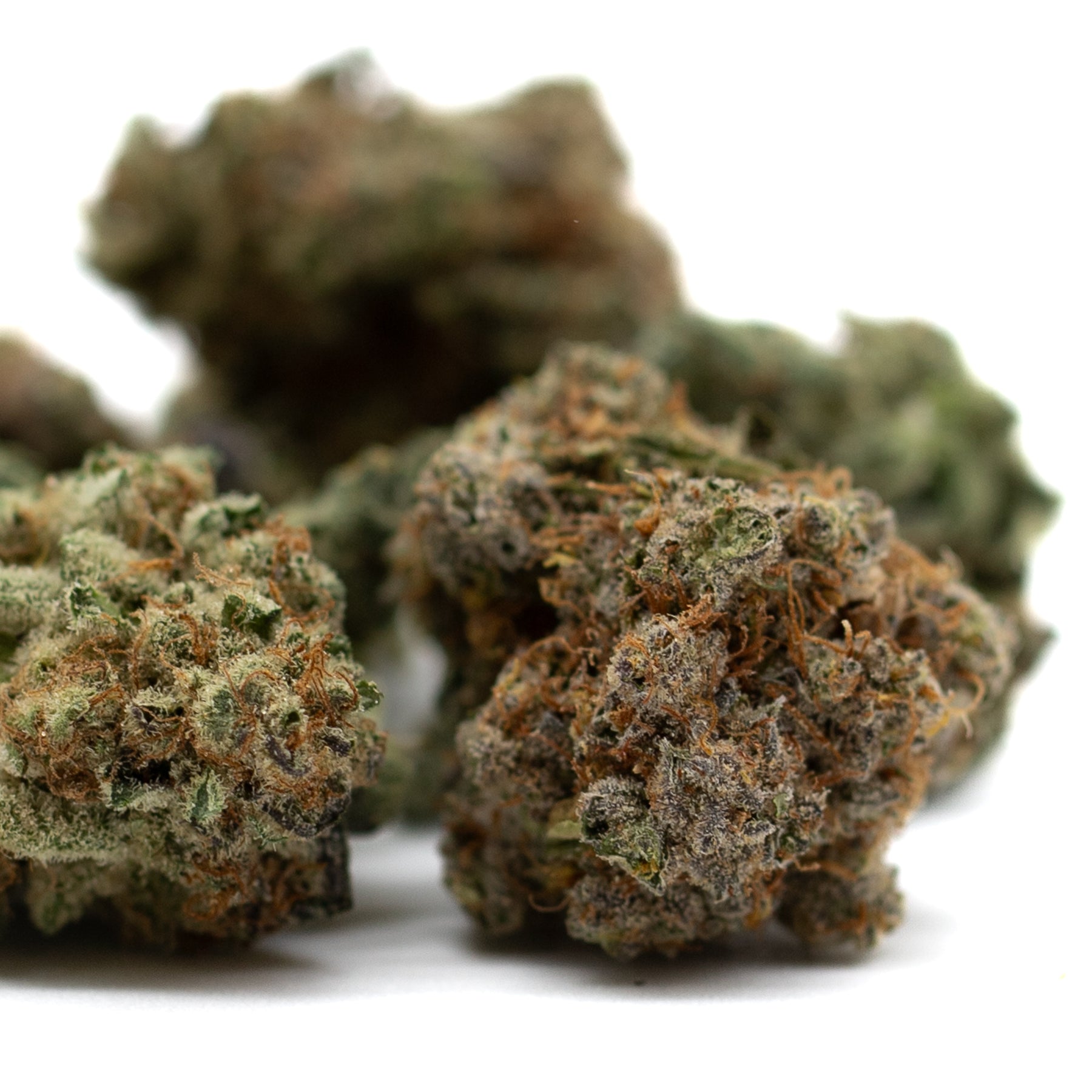 Hash Man Indoor THCa Flower - Plants
