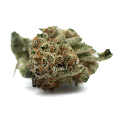 Hash Man Indoor THCa Flower - Plants