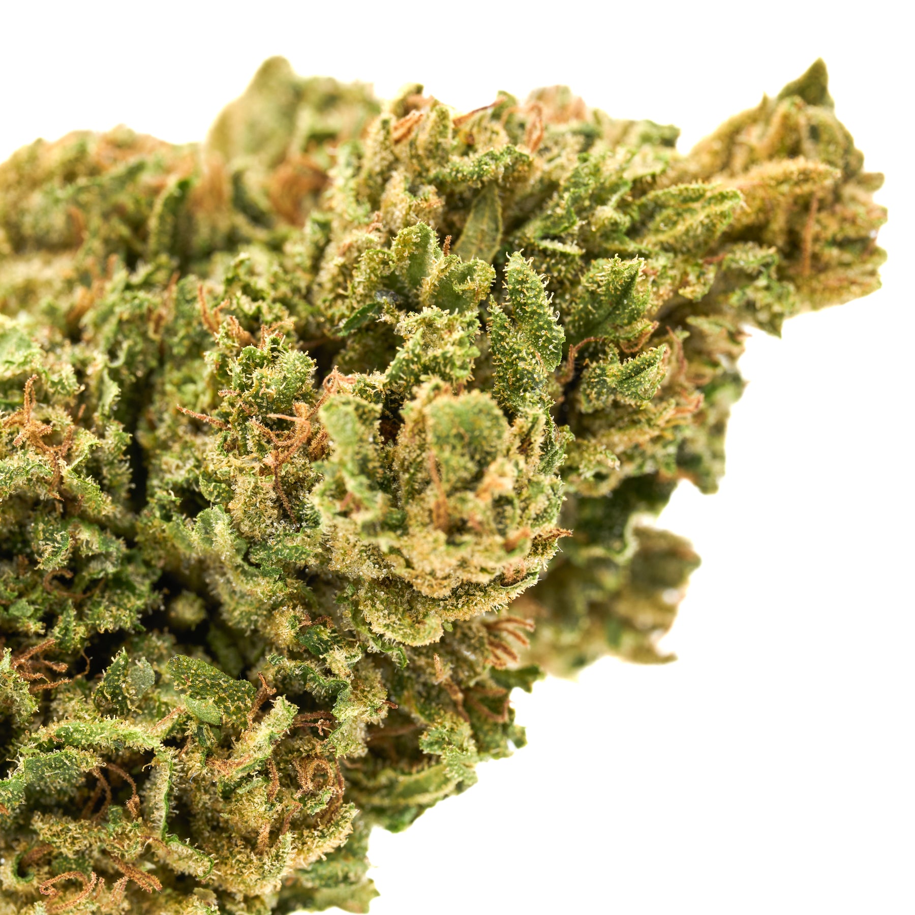 Dense Oregon hemp flower bud with trichomes and orange pistils from Hempress CBD