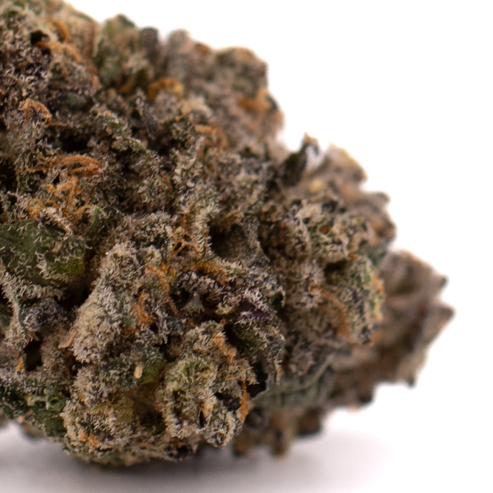 Highlighter THCa Indoor Flower - Plants