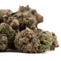 Humboldt Indoor THCa Flower - Plants