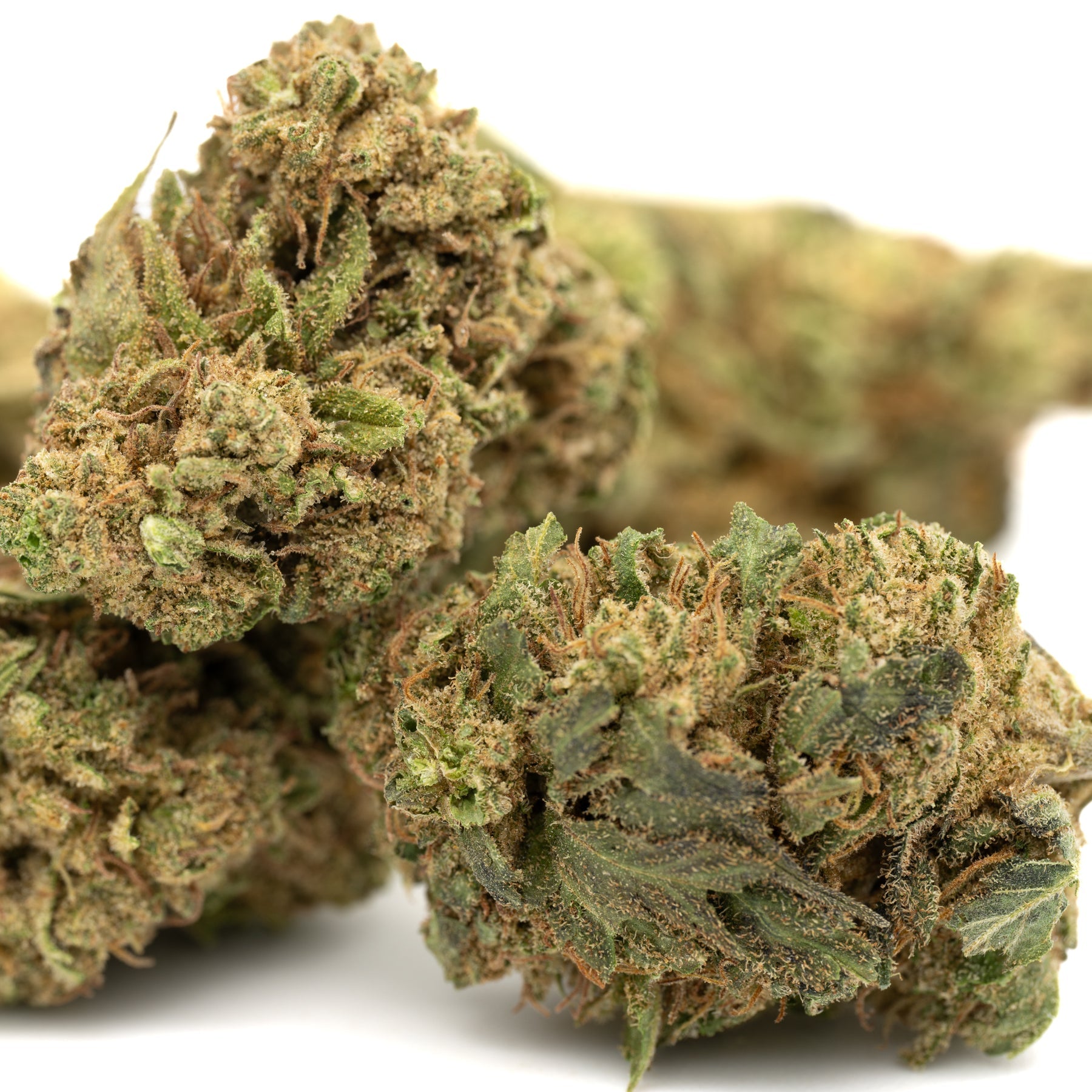 Jet Fuel Gelato Full-Term THCa Flower - Plants