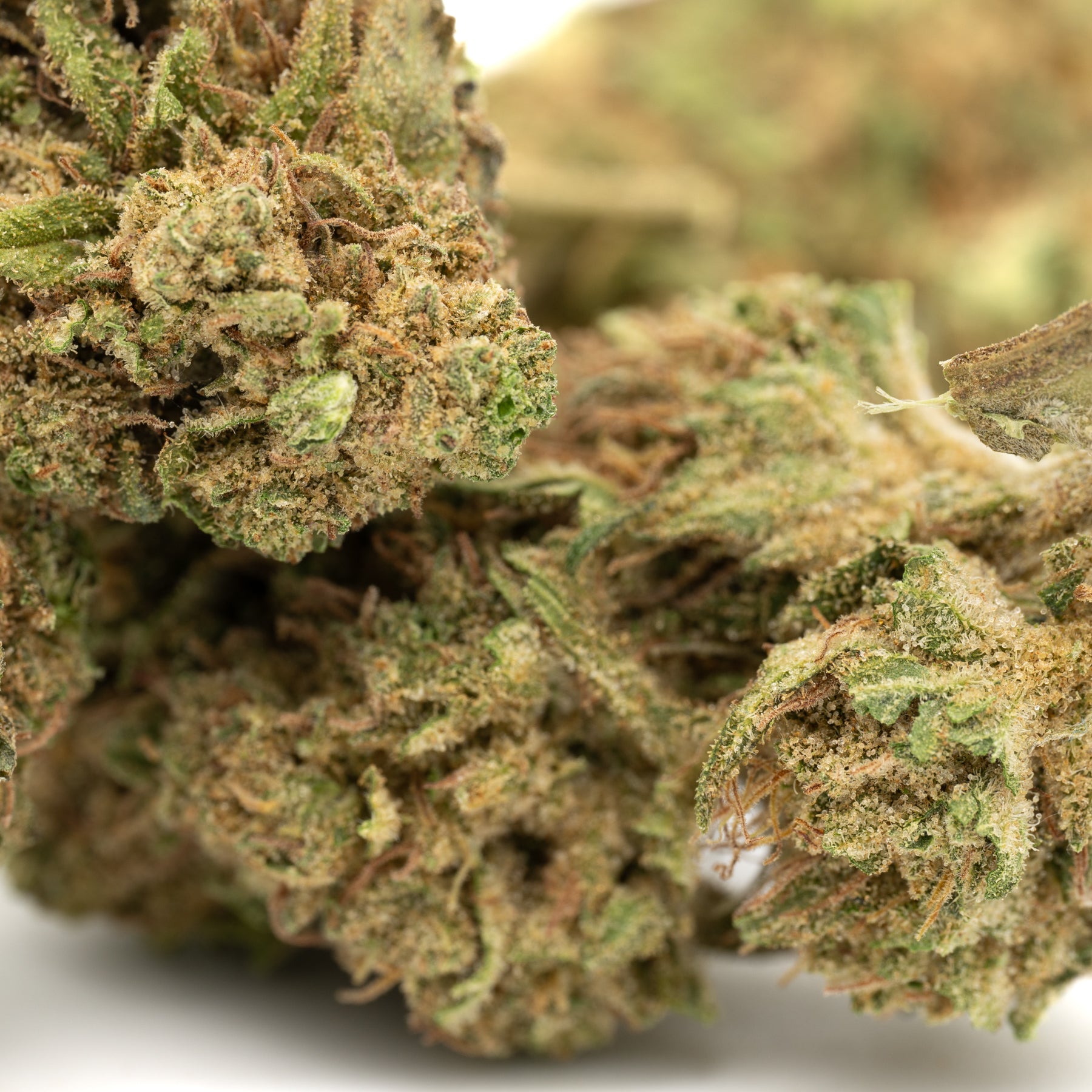 Jet Fuel Gelato Full-Term THCa Flower - Plants